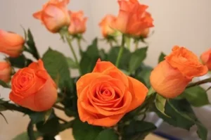 Mawar orange