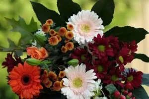 Mawar pink orange