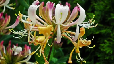 Mengenal Mawar dan Honeysuckle sebagai Simbol Bunga Kelahiran Juni 2 Bunga mekar cantik