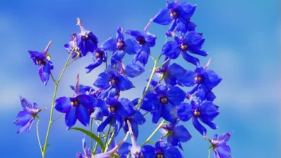 Bunga Kelahiran Juli: Makna Larkspur dan Water Lily untuk Hadiah Ulang Tahun yang Lebih Personal 1 Bunga lakspur